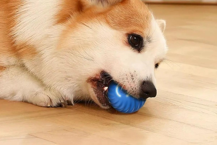 Interactive Rechargeable Jumping Ball for Dogs